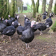 fresh bronze turkey in Norfolk