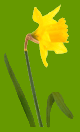 daffodil