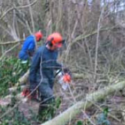 woodland management in norfolk