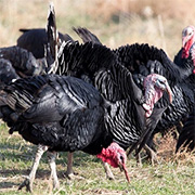 Christmas turkeys delivered to norfolk and suffolk