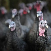 free range bronze turkey